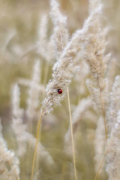 Sonbahar Çimenleri Küçük Bir Uğur Böceği — Stok fotoğraf