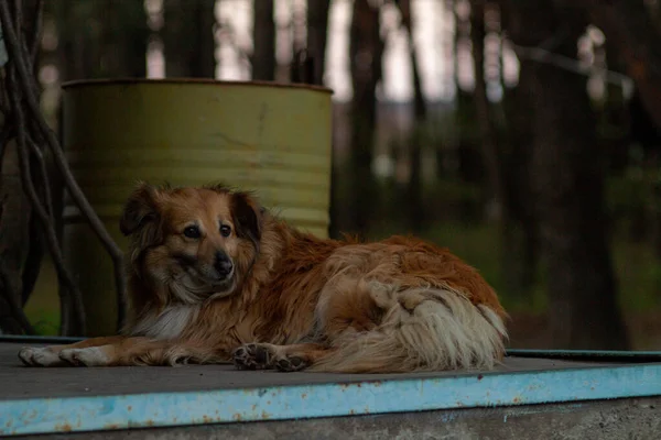 Large Red Dog Lies Porch Yard — Foto Stock