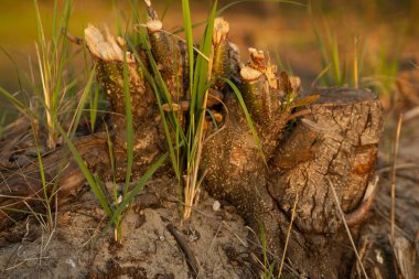 Batan güneşin altındaki ağaç kütüğü yeşil çimlerde