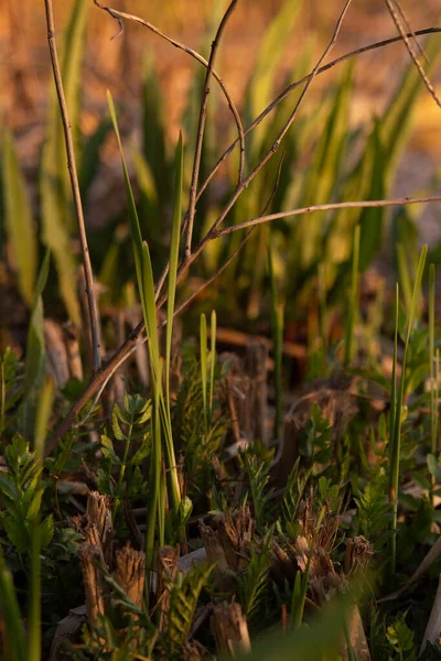 Spring Shoots Fresh Greenery Setting Sun — Stok fotoğraf