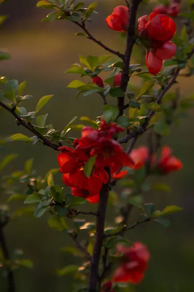 Red Flowers Bush Green Leaves Backlit Sun — Stock Photo, Image