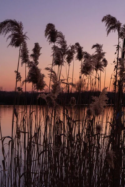 Dry Reeds Sunset Pink Sky Ukraine Murals — Stock Photo, Image