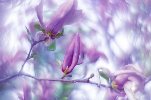 Fabulous Magnolia Flowers Lilac Watercolor — Stock Photo, Image