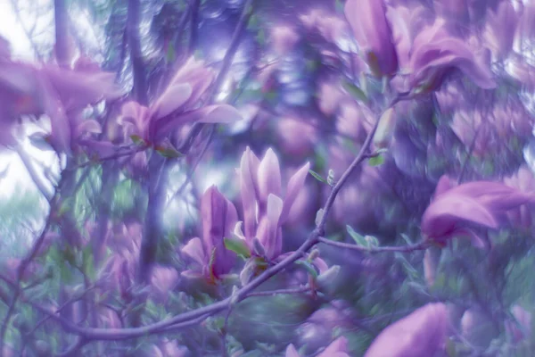 Fabulous Magnolia Flowers Lilac Watercolor — Stock Photo, Image