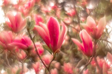 Muhteşem manolya çiçekleri eflatun pembe turuncu bahar Ukrayna suluboya tomurcuklar gibi