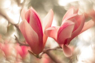 Muhteşem manolya tomurcukları çiçekler leylak pembe turuncu bahar Ukrayna suluboya gibi