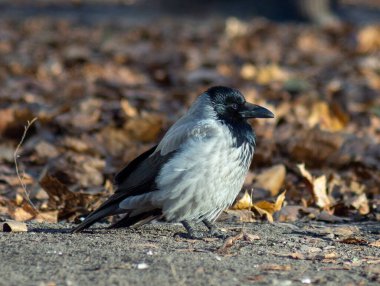 Büyük, siyah, gri bir karga güneş ışınlarında oturur. Parıldayan tüyleri olan güzel bir karga.