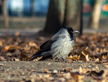Büyük, siyah, gri bir karga güneş ışınlarında oturur. Parıldayan tüyleri olan güzel bir karga.