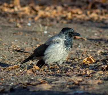 Büyük, siyah, gri bir karga güneş ışınlarında oturur. Parıldayan tüyleri olan güzel bir karga.
