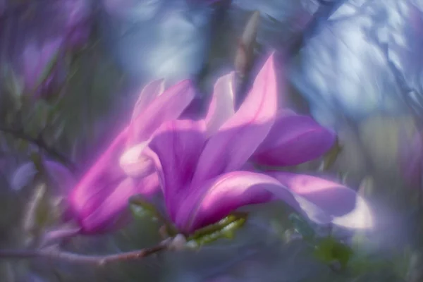 Fabulous Magnolia Flowers Lilac Pink Spring Ukraine Watercolor — Stock Photo, Image