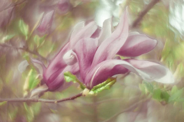 Fabulous Magnolia Flowers Lilac Pink Spring Ukraine Watercolor — Stock Photo, Image