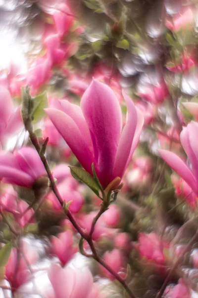 Fabuloso Magnólia Flores Lilás Rosa Laranja Primavera Ucrânia Como Botões — Fotografia de Stock