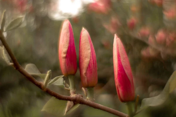 Fabulous Magnolia Buds Flowers Lilac Pink Orange Spring Ukraine Watercolor — Stock Photo, Image