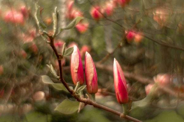 Fabulous Magnolia Buds Flowers Lilac Pink Orange Spring Ukraine Watercolor — Stock Photo, Image