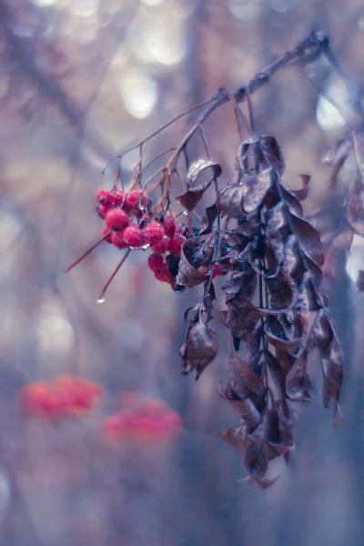 Branches Mountain Ash Rain Autumn Ukraine November —  Fotos de Stock