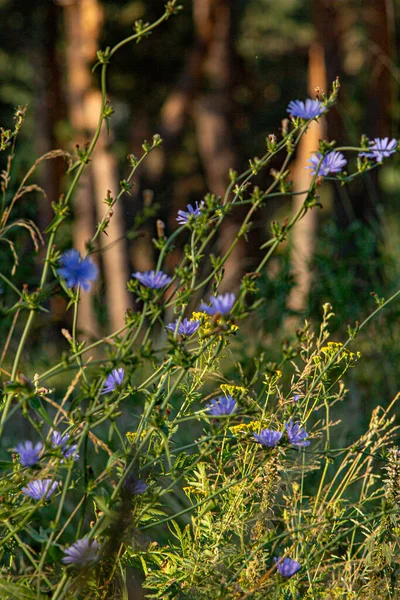 Chicory Lilac Blue Flowers Cornflowers Forest — Stok fotoğraf