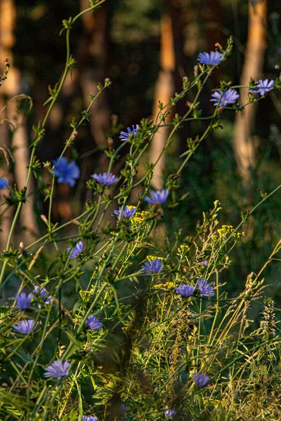 Chicory Lilac Blue Flowers Cornflowers Forest — Stok fotoğraf