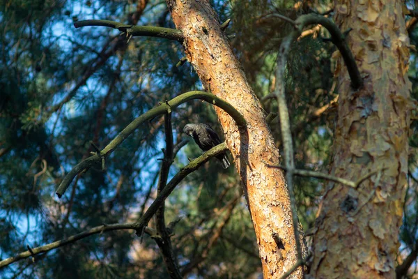 一只大黑乌鸦在阳光下睡在森林的松树枝上 — 图库照片