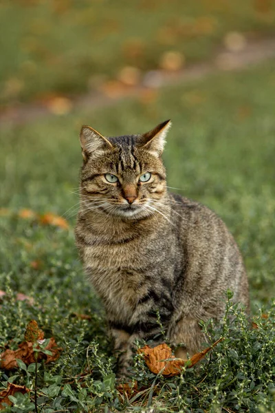 Adult Gray Cat Sits Green Grass Beautiful Expressive Eyes — Photo