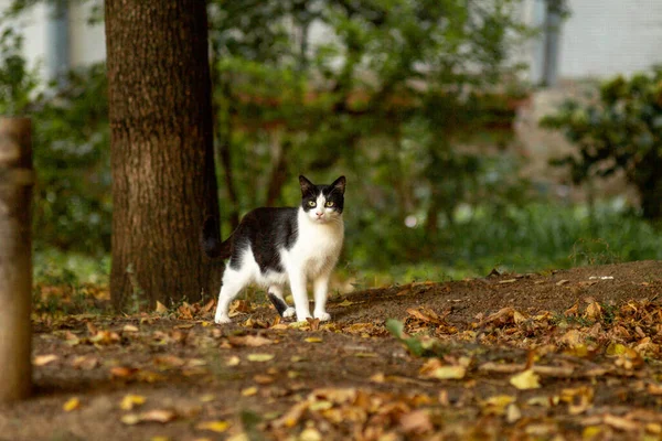 Schwarze Und Weiße Katze Herbst Draußen Auf Gelben Blättern — Stockfoto