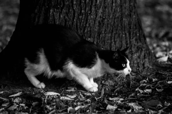 Black White Cat Outdoors Yellow Leaves Autumn — Stockfoto