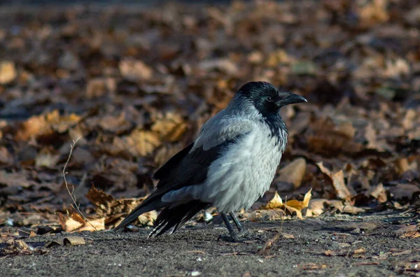 Büyük, siyah, gri bir karga güneş ışınlarında oturur. Parıldayan tüyleri olan güzel bir karga.