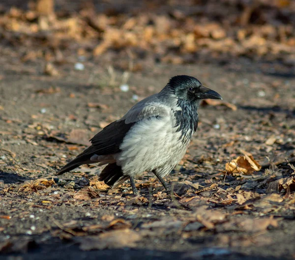 Büyük, siyah, gri bir karga güneş ışınlarında oturur. Parıldayan tüyleri olan güzel bir karga.