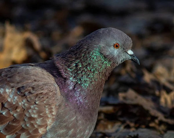 Large Gray Dove Sits Rays Sun Beautiful Feathers Shimmer — Photo