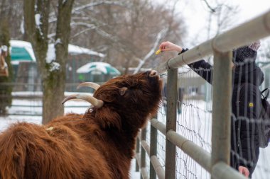Bir adam, boynuzlu bir bufaloyu elleriyle besler.