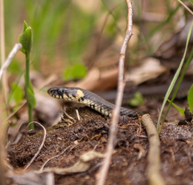 Şimdiden bir yılan çimlerin üzerinde sürünüyor.