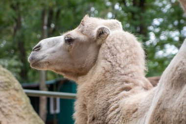 Büyük deve bakar ve çiğner.