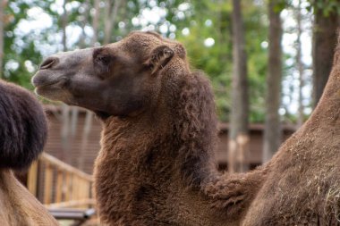 Büyük deve bakar ve çiğner.
