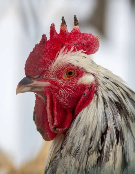 Big White Rooster Red Crest — Stockfoto