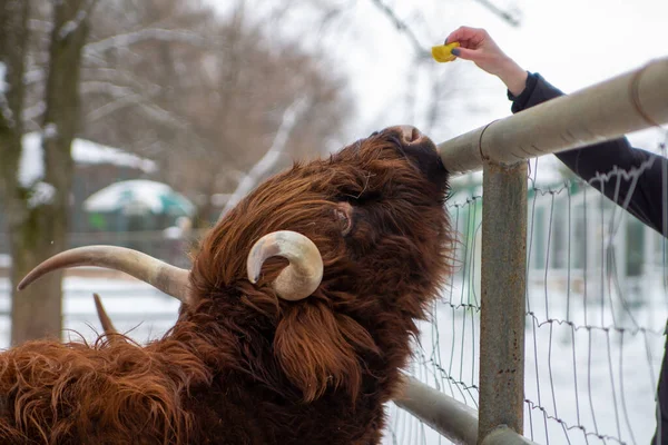 Bir adam, boynuzlu bir bufaloyu elleriyle besler.
