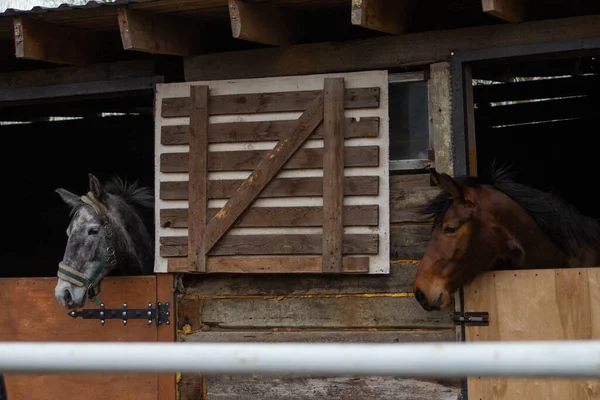 Graues Und Braunes Pferd Stall — Stockfoto