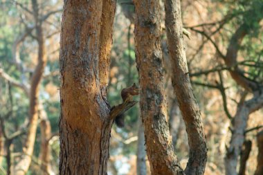 Çam ağacındaki kırmızı sincap yer ve oynar.