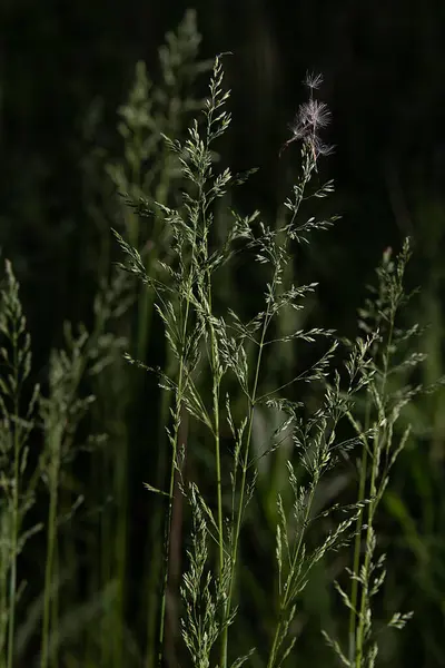 森の中の太陽の光の中で緑の草の小花 — ストック写真