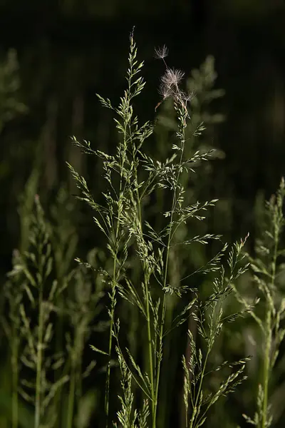 森の中の太陽の光の中で緑の草の小花 — ストック写真