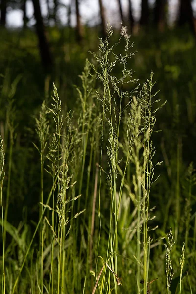 森の中の太陽の光の中で緑の草の小花 — ストック写真