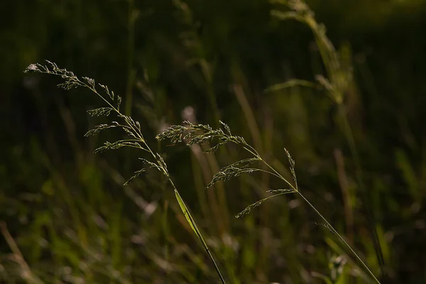 Spikelets Grönt Gräs Solens Strålar Skogen — Stockfoto