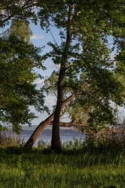 Nehirdeki ormandaki ağaçlar