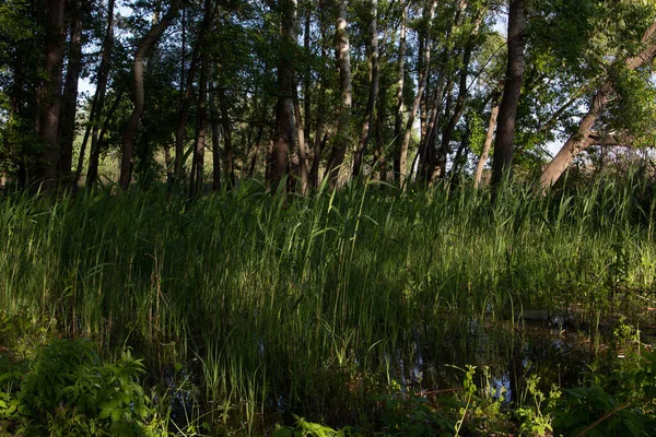 Sky Reflected Forest Swamp — Stock Photo, Image