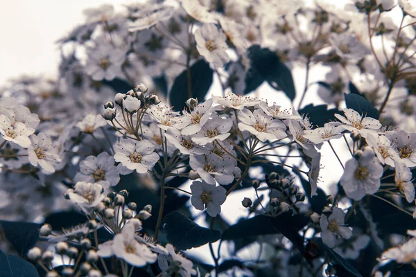 Grande Arbusto Flores Brancas — Fotografia de Stock