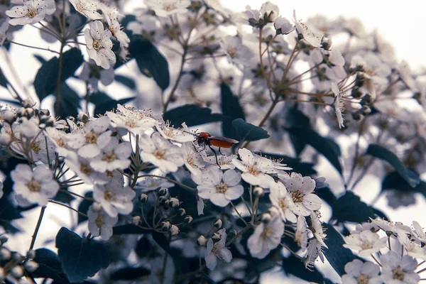 Gran Arbusto Flores Blancas Con Insecto —  Fotos de Stock