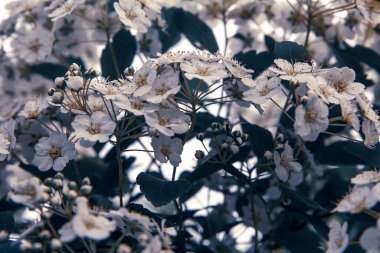 Büyük beyaz çiçekler çalısı