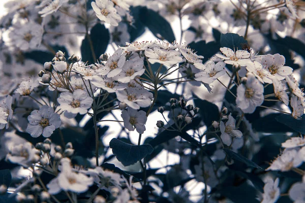 Büyük beyaz çiçekler çalısı