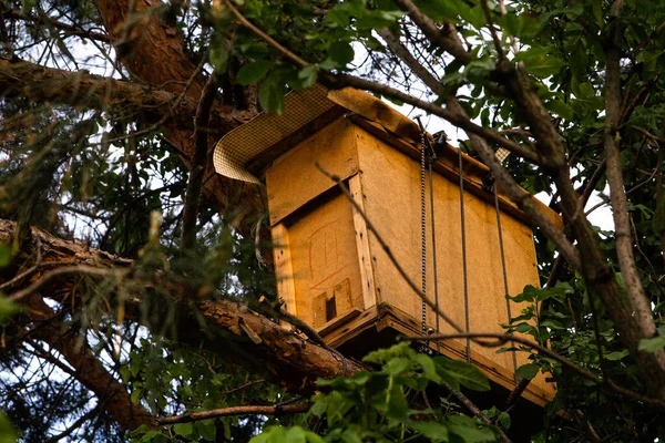 Colmena Abejas Árbol Bosque — Foto de Stock