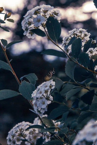 Gran Arbusto Flores Blancas —  Fotos de Stock