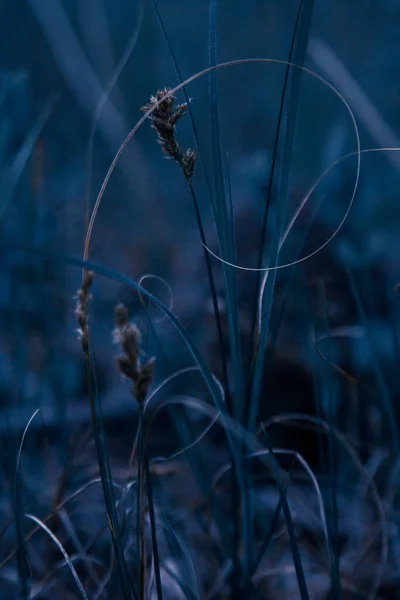 Misteriosa Hierba Azul Mágica Noche —  Fotos de Stock