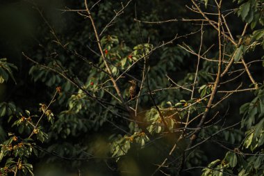 Hırsız Starling olgun kırmızı böğürtlenlerin arasında tatlı bir kiraz üzerinde